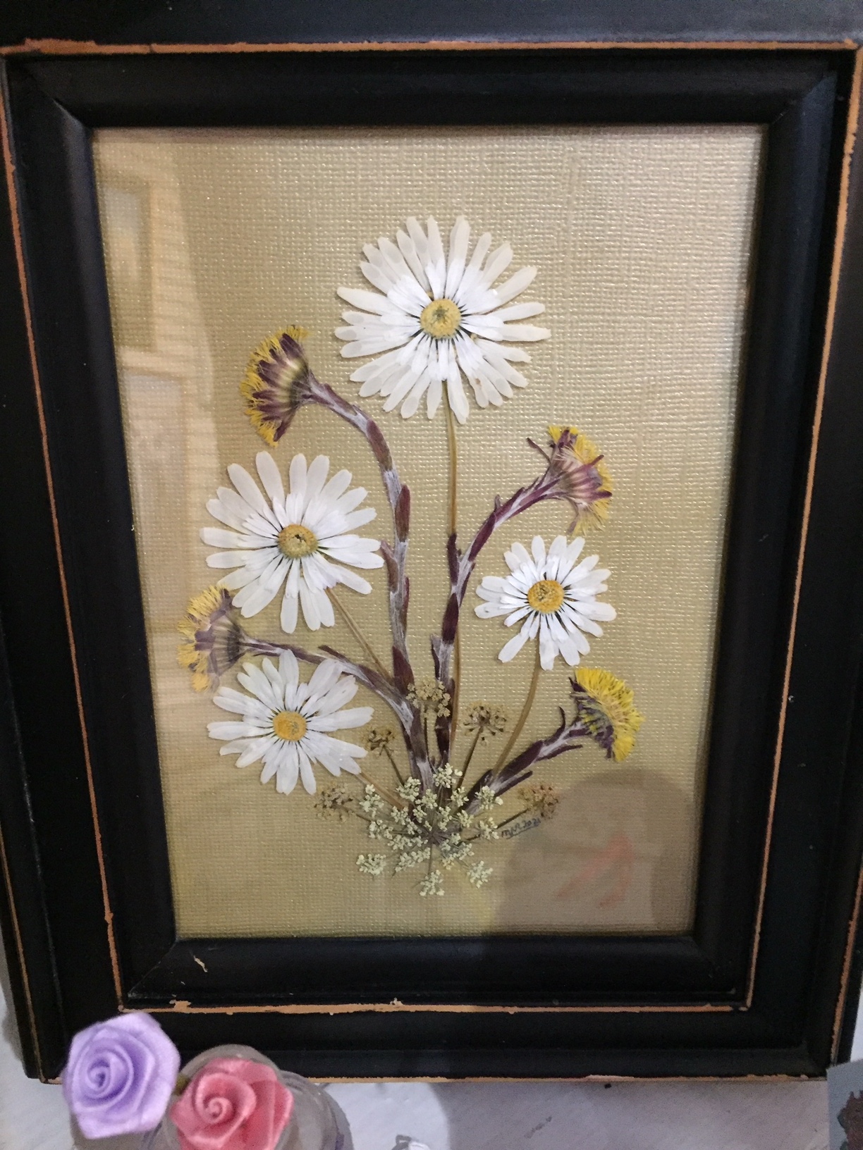 Pressed Daisies & Colts Foot